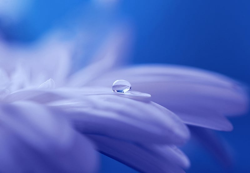 Fantasy blooms