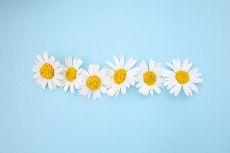 Whimsical Flower Garden